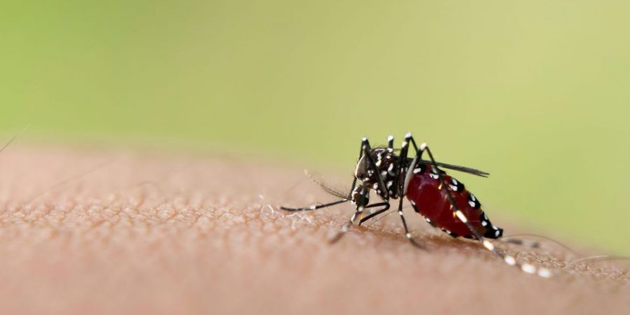 moustique dengue