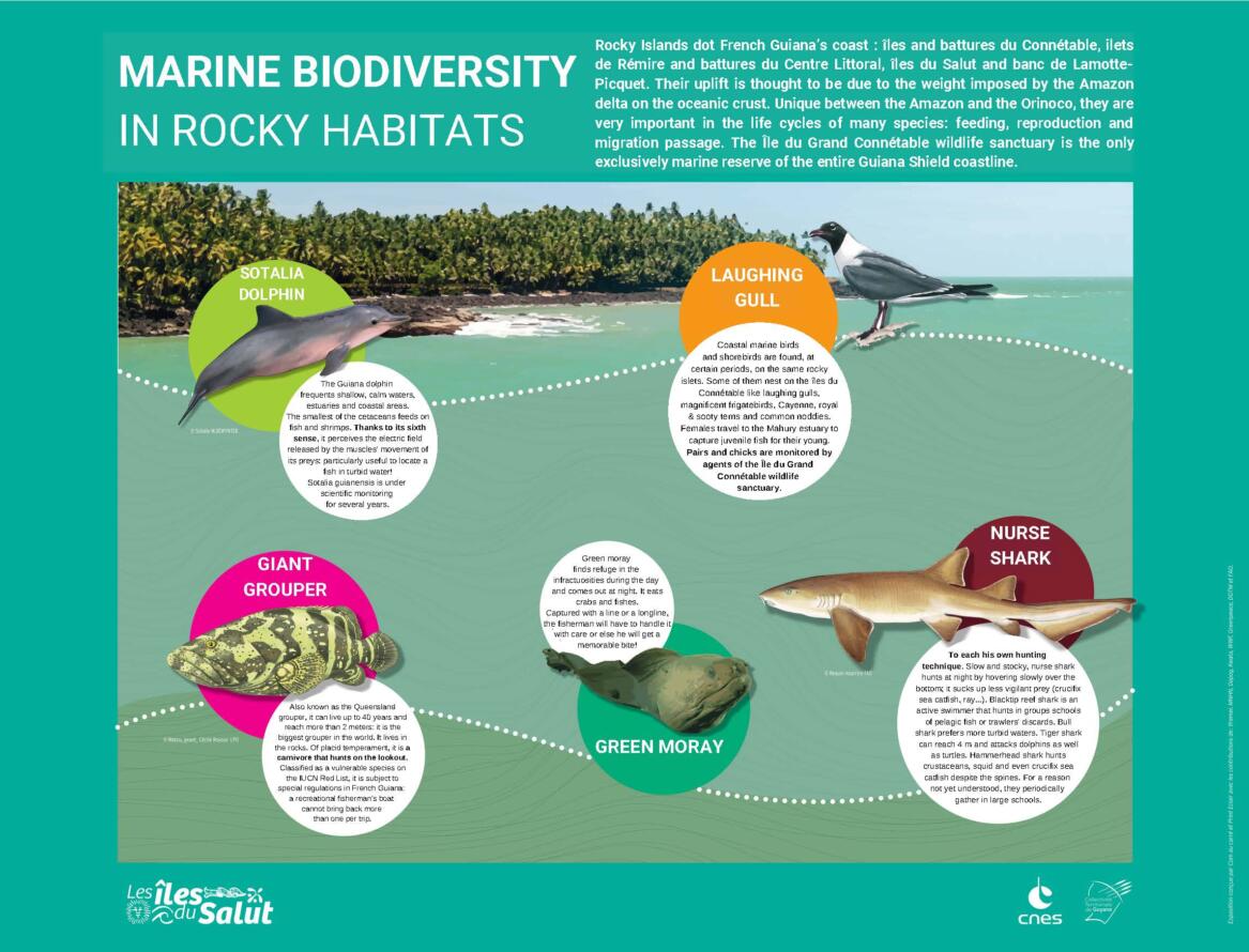 Marine Biodiversity Iles Salut_Page_1