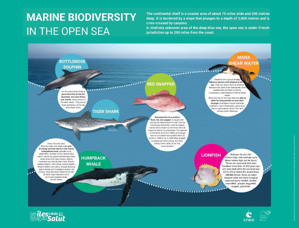 Marine Biodiversity Iles Salut_Page_3