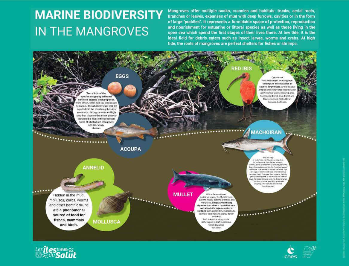 Marine Biodiversity Iles Salut_Page_5